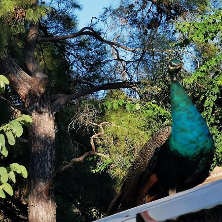 Seker Bungalov Διαμέρισμα Çıralı Εξωτερικό φωτογραφία