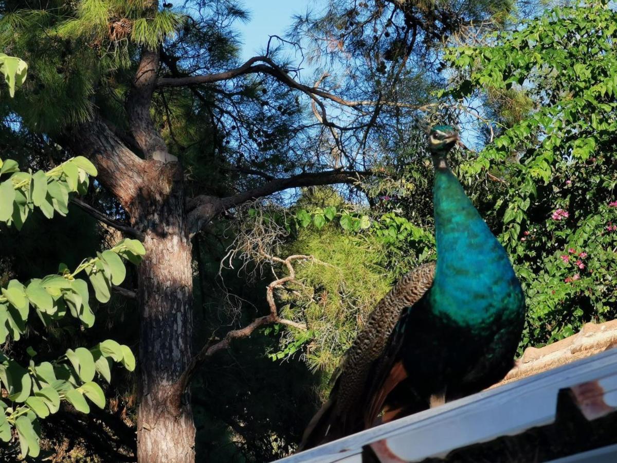 Seker Bungalov Διαμέρισμα Çıralı Εξωτερικό φωτογραφία